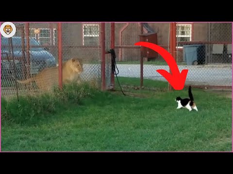 Cats vs Wild Animals! (Incredible Moments)