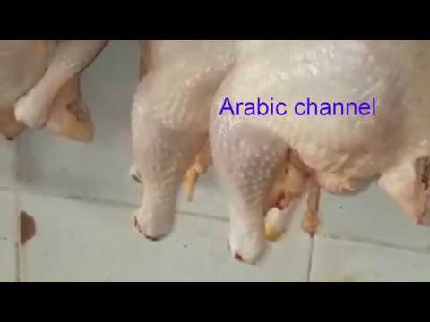 , title : 'عاجل ....... يهم المغاربة مرض خطير يصيب الدجاج شاهد الفيديوحتى الأخر'