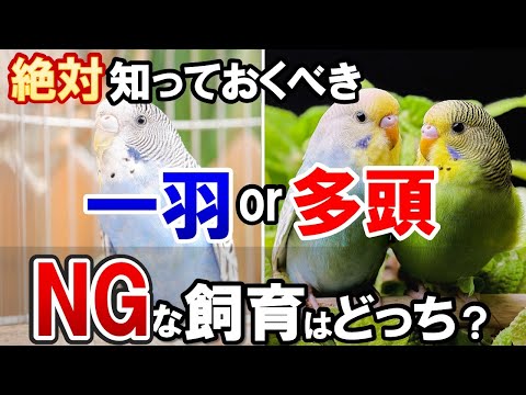 オムニカラーインコについて詳しく解説
