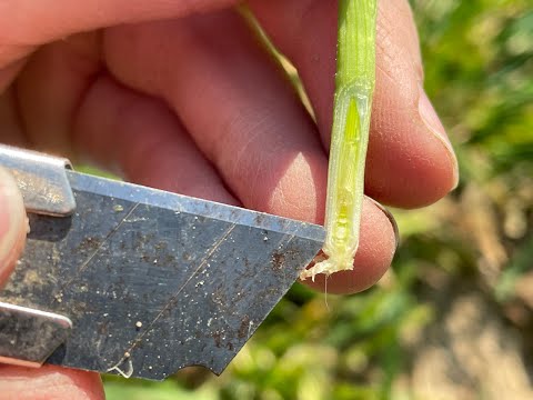 Feldexkursion 210: Getreide - Wachstumsreglereinsatz, Fungizide - N.U. Agrar GmbH, 30.03.2022