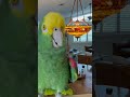 Soul Bird