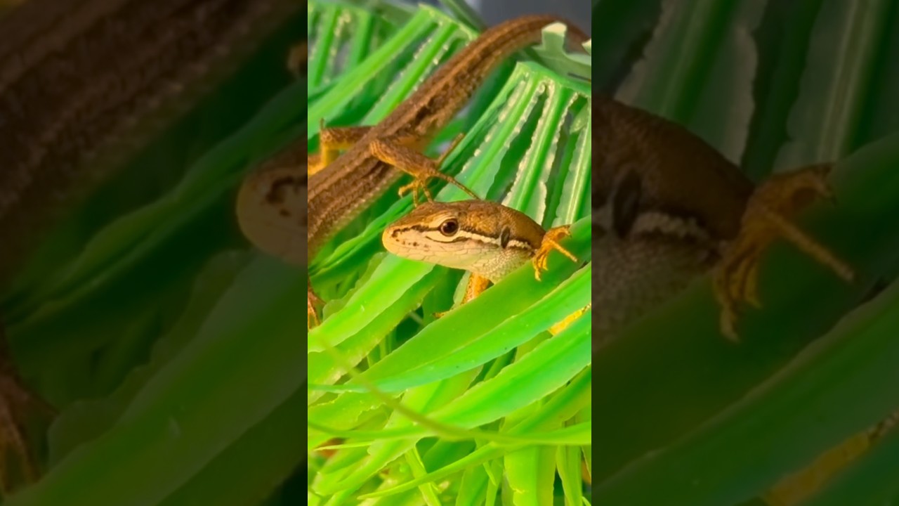 最強のシェルター🏠　#カナヘビ飼育