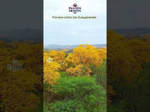 Florece como los Guayacanes