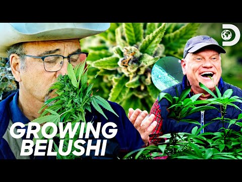 Jim Belushi Is Challenged to a Grow-Off | Growing Belushi