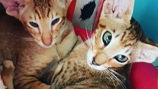 Curious Oriental Shorthair Cats Loki & Penuts