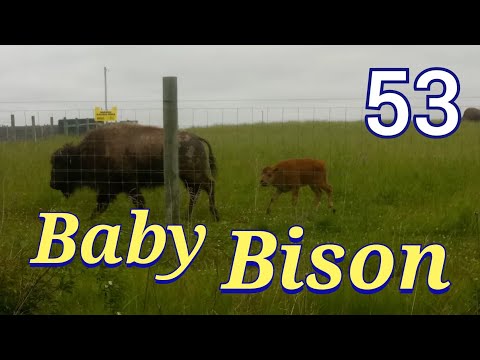 Drive Time 53  ......  Battelle Darby Creek Metro Park   l  Galloway, Ohio  l  ThatGuyJunJun