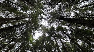 The Woodland Chronicles Week 23 – The Grand Soul Flash