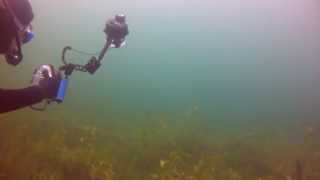 preview picture of video 'SCUBA Diving in Shelving Rock Bay, Lake George NY - near Hen & Chicken Island (GOPR0348)'