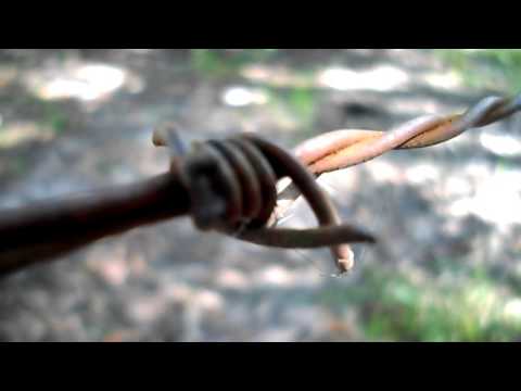 Formigas em uma cerca de arame farpado