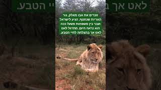 שמו הוחלף לציון-ניב והוא חי בחווה מיוחדת בדרום אפריקה. בזכות הרבה אנשים טובים הוא ניצל מגורל של שבי.