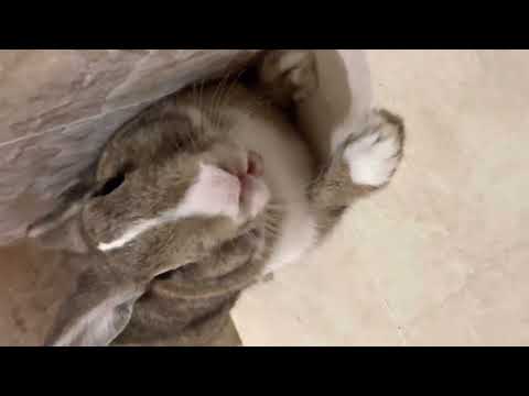 When the little rabbit screams 🫨🫣🥺🐰