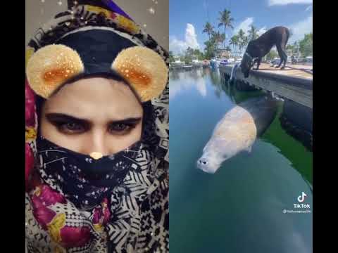 sea dog amezing #shots