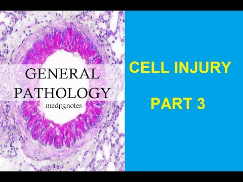 GENERAL PATHOLOGY II CHAPTER 2 II CELL INJURY II PART 1 II ROBBINS PATHOLOGY