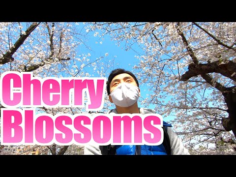 Cherry Blossoms in Chidorigafuchi Tokyo!!