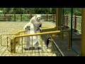 Bernard Bear 030