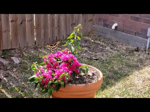 The Monarch and the Bougainvillea.