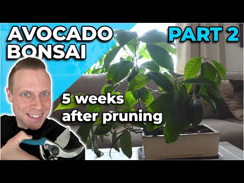 Avocado Bonsai Pruning - The results after a complete prune! - Part 2