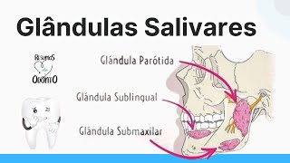 Glândulas Salivares?? Conhece mais sobre!