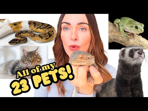 Lsn Pets
