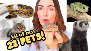 Meet All of My 23 Pets!! (2025 Edition)