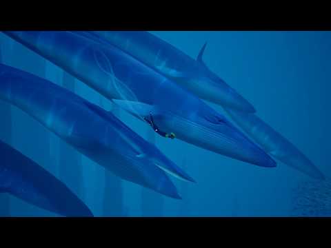 ABZU Whales of the deep