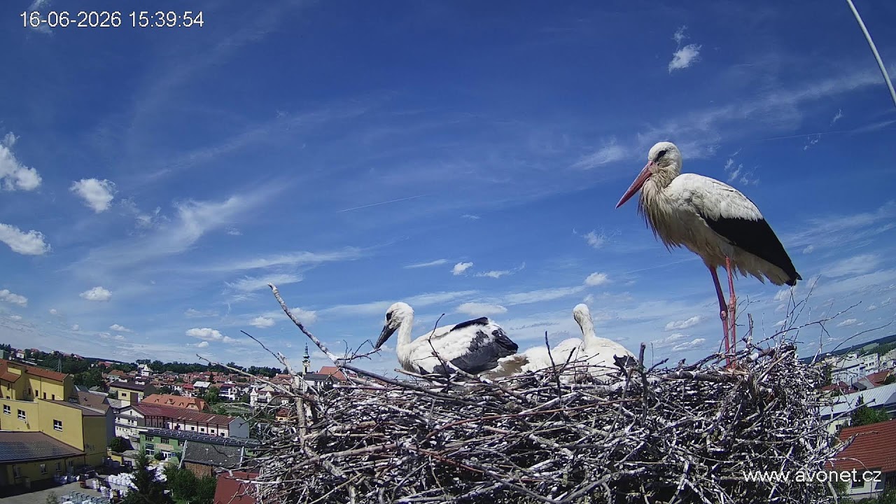 Live webcam view of Stork Nest Over Uherský Brod Rooftops