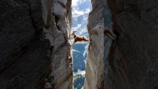 Epic Mountain Goat Leap: Nature's Daredevil in Action!