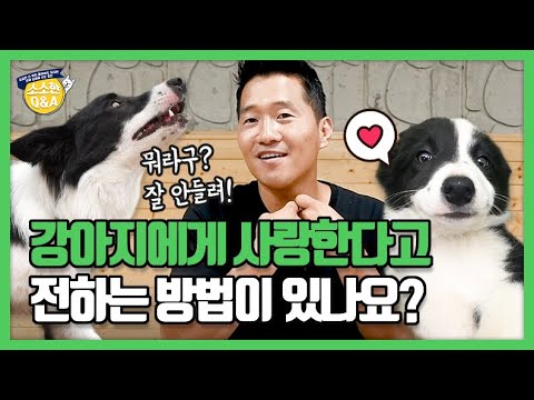 , title : '[Eng sub] 강아지에게 사랑한다고 전하는 방법이 있나요?｜강형욱의 소소한 Q&A'