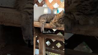 #かわいい #cat #子猫 #尊い