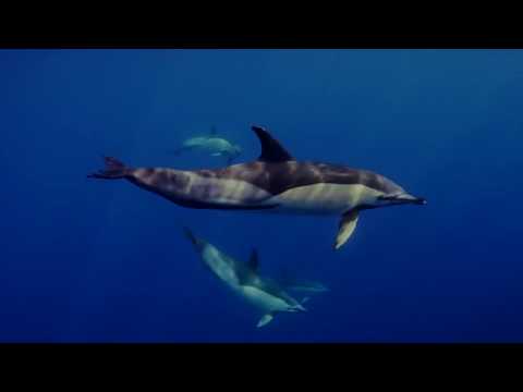 N'to   Trauma Worakls Remix