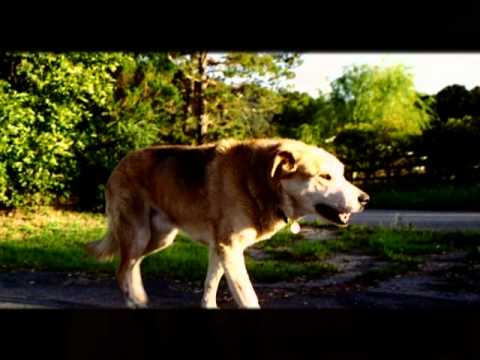 05 Terrible Beauty Power of Meow