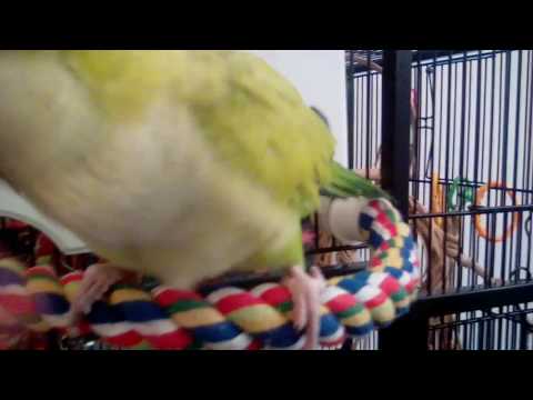 Bijou, Our Very Spoiled Quaker Parrot