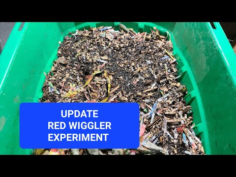 Two Redwigglers Experiment Update | Lesson Learned