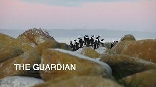 The Guardian  - Green Renaissance