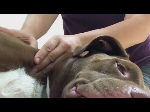 Mime o seu cão com uma massagem