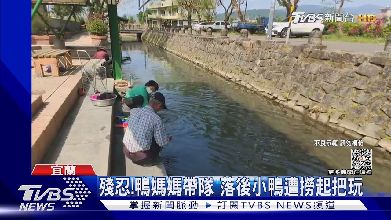 殘忍!鴨媽媽帶隊 落後小鴨遭撈起把玩