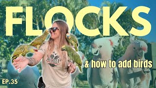 How To Introduce New Birds Into Your Flock! š¦ | The Parrot Podcast Clips