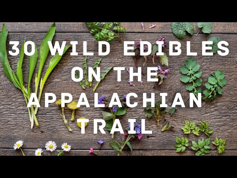 🌿 30 Wild Edibles To Forage On The Appalachian Trail!