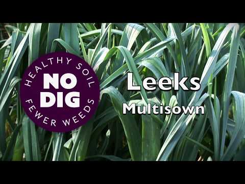 Grow leeks from multisown modules: quicker, cheaper, easier, high yield
