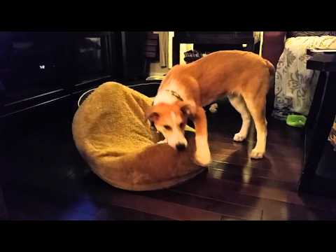 Jasper at play (14 weeks) collie/great pyrenees