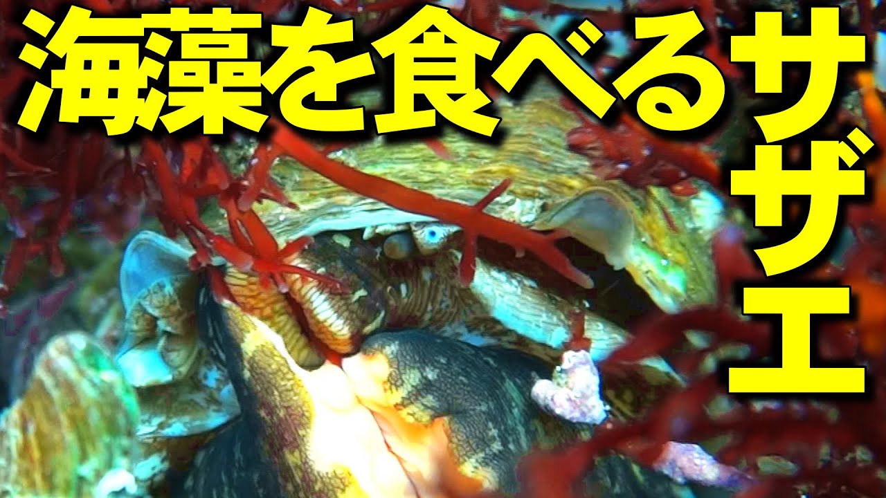 海藻を食べるサザエの水中映像サムネイル