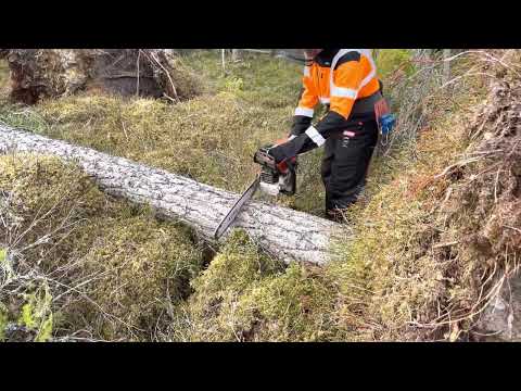Säkerhet vid avverkning av vindfälld skog
