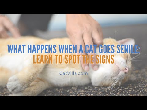 WHAT HAPPENS WHEN A CAT GOES SENILE  LEARN TO SPOT THE SIGNS