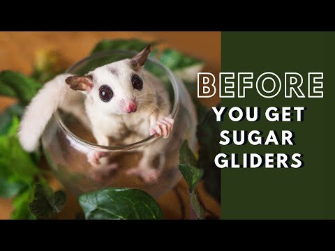 Watch this BEFORE you get sugar gliders | What you need to do before you get sugar gliders