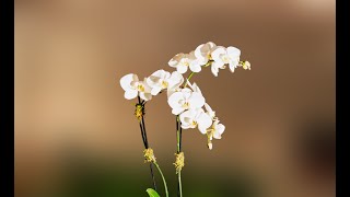 summer flowers in our community 2025