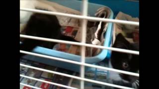 preview picture of video 'Adopt Kittens - Black & White Kitten Babies'