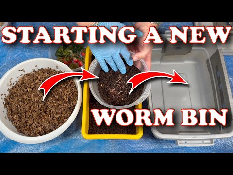 How to Start a New Worm Bin 🪱 + 8 Day Check-In with 700 Red Wigglers!