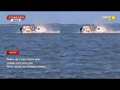 Vídeo: Baleia-de-minke morre após colisão com barco em Nova Jersey nos Estados Unidos.
