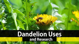 The Health Benefits Of Dandelion