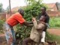 TEBAATUSASULA (Red Ban) by Wakaliwood, Uganda - Ramon Film Productions